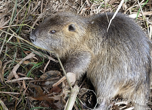 뉴트리아 고기 먹방.swf | 인스티즈