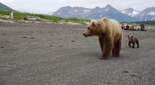 곰 실제로 만나면 이런 느낌 ㄷㄷㄷㄷㄷㄷㄷ | 인스티즈