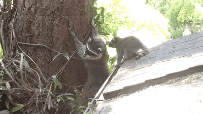 나무타는 법을 가르치는 엄마라쿤 | 인스티즈