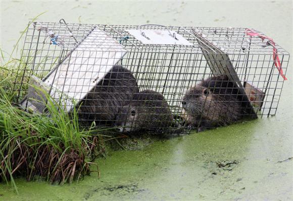 뉴트리아 고기 먹방.swf | 인스티즈