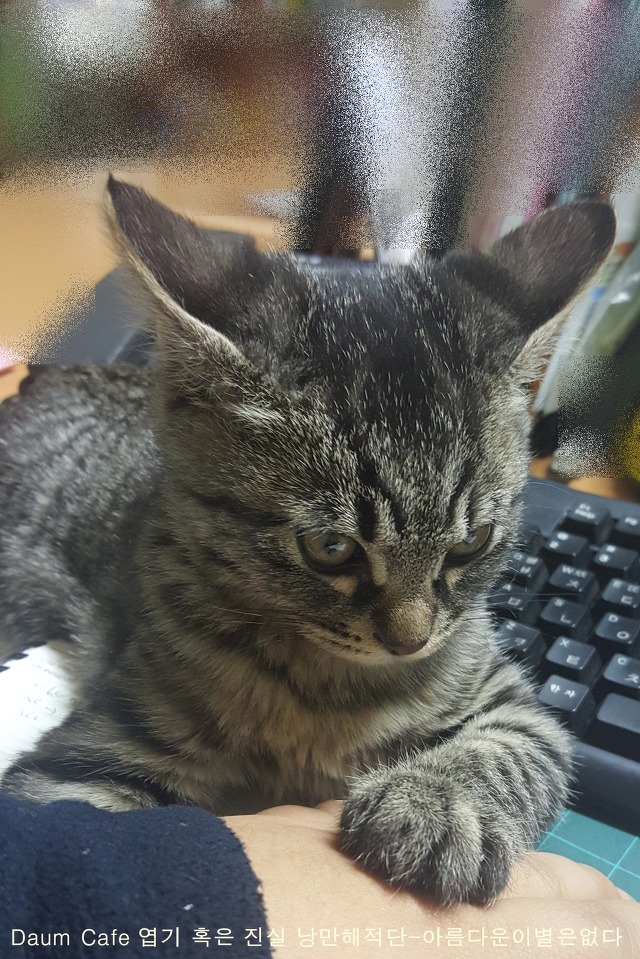 고양이를_스캔하면_? | 인스티즈