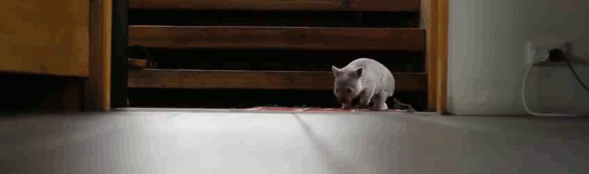 사육사를 공격하는 맹수 | 인스티즈