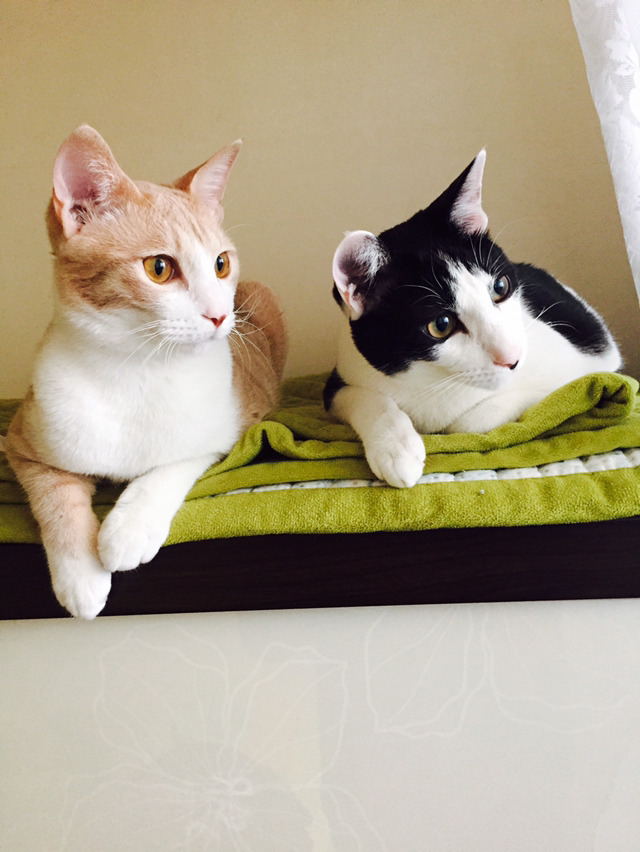 고양이 두마리가 성격이 완전 다름ㅋㅋㅋㅋㅋ | 인스티즈