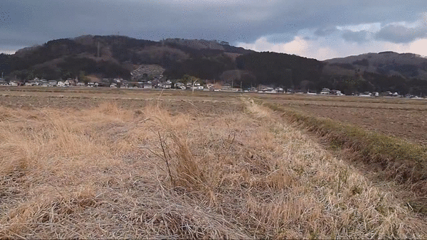 도로위 개진상.swf | 인스티즈