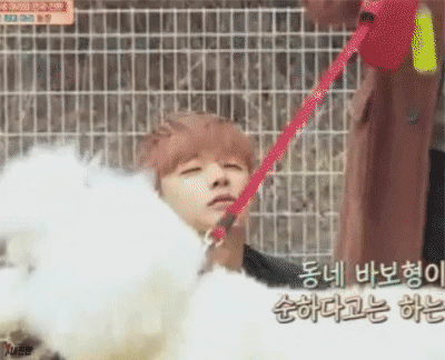 서인국, 아이콘 진환 사람보다 큰 대형푸들에 멘붕 | 인스티즈