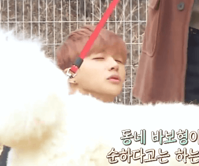 서인국, 아이콘 진환 사람보다 큰 대형푸들에 멘붕 | 인스티즈