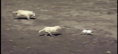 메끼의 드리블 .gif | 인스티즈