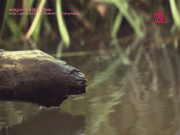 능력자들 많은 최유정 갤러리....... (프로듀스101) | 인스티즈