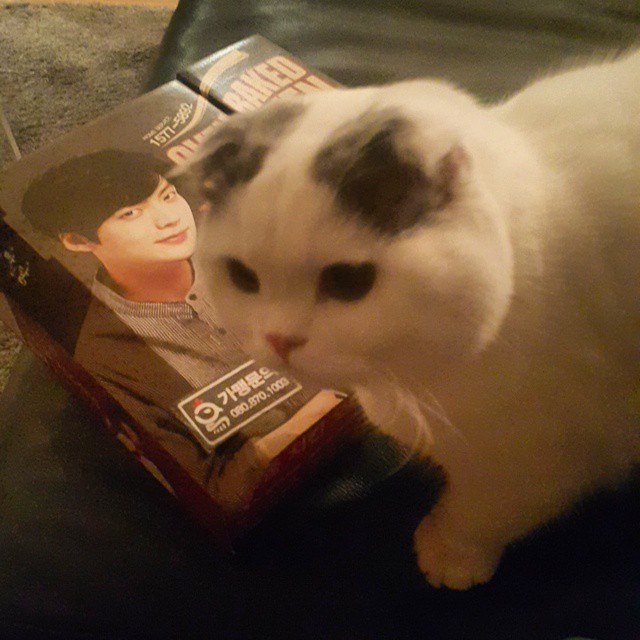 안재현의 반려묘 안주.jpg | 인스티즈