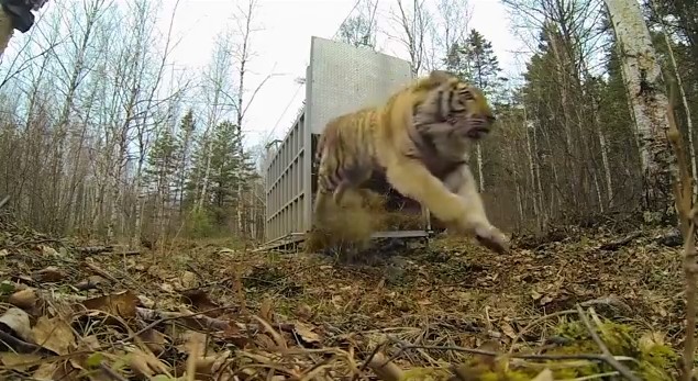 ㅎㄷㄷ한 시베리아 호랑이 자연방사 하기.swf | 인스티즈