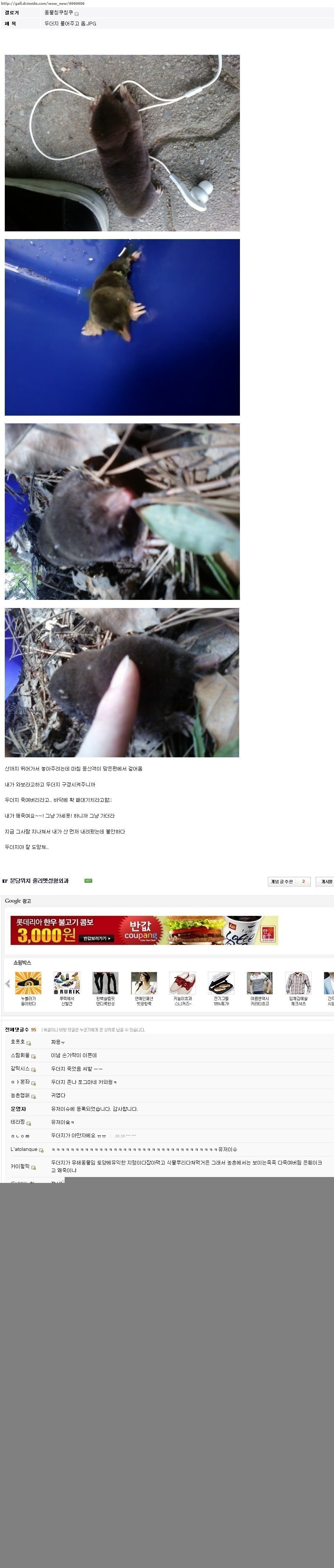 길에 동물이 있는 꼴을 못보는 디씨인들 + 치킨닌자와 두더지 그 후 이야기 | 인스티즈