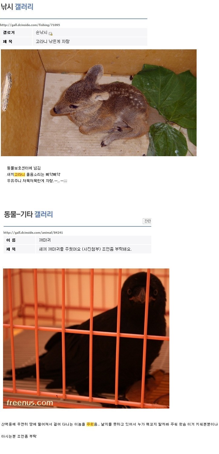 길에 동물이 있는 꼴을 못보는 디씨인들 + 치킨닌자와 두더지 그 후 이야기 | 인스티즈