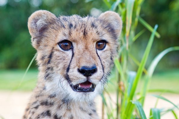 치타와 개의 우정 | 인스티즈