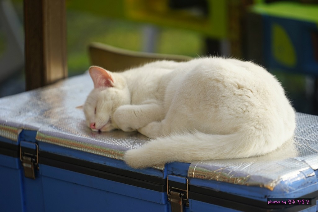 일본 바이크 투어 D+37,38 | 인스티즈