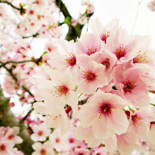  봄이 왔어요~ | 인스티즈