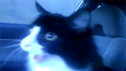 차에 탄 고양이들 | 인스티즈