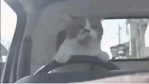 차에 탄 고양이들 | 인스티즈