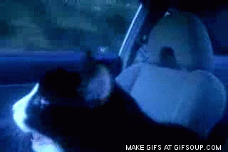 차에 탄 고양이들 | 인스티즈