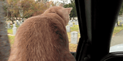 차에 탄 고양이들 | 인스티즈