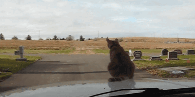 차에 탄 고양이들 | 인스티즈