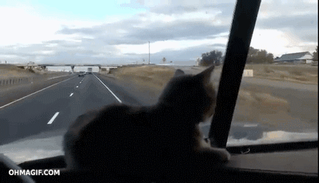 차에 탄 고양이들 | 인스티즈