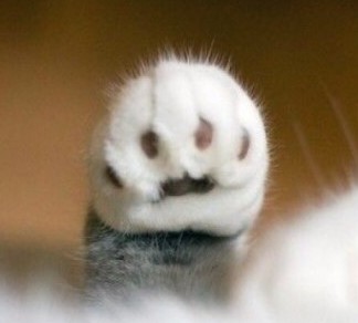 광고속 충격적인 고양이 목소리.avi(feat. 케이티) | 인스티즈