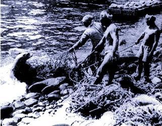 일본이 멸종 시킨 우리나라 동물들 | 인스티즈