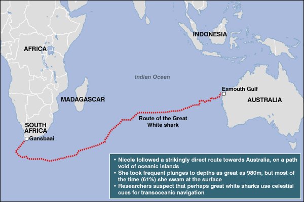 아쿠아리움에 백상아리가 없는 이유 | 인스티즈