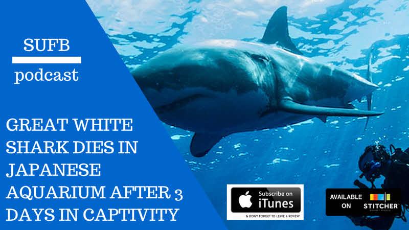 아쿠아리움에 백상아리가 없는 이유 | 인스티즈