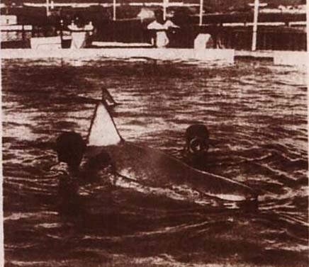 아쿠아리움에 백상아리가 없는 이유 | 인스티즈