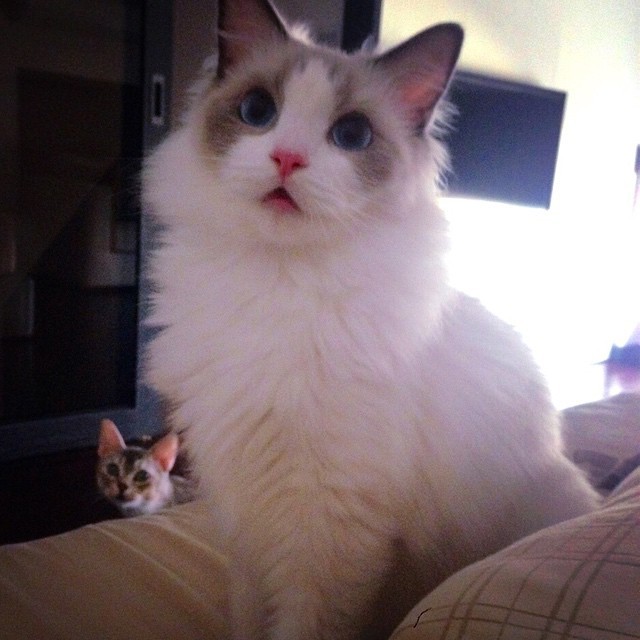 눈에 별을 박은 것 같은 고양이.jpg (짱예주의) | 인스티즈