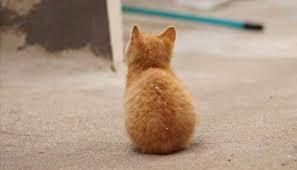 내 심장폭행 최애 동물은? 강쥐 vs 고양이 vs 그외 | 인스티즈