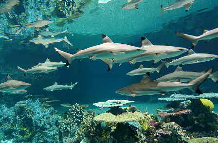 아쿠아리움에 백상아리가 없는 이유 | 인스티즈