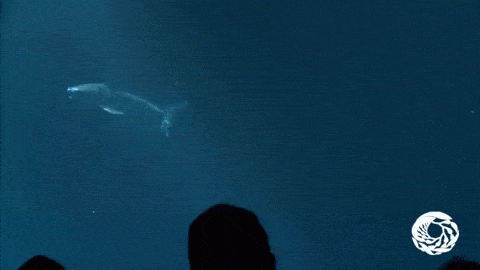 아쿠아리움에 백상아리가 없는 이유 | 인스티즈