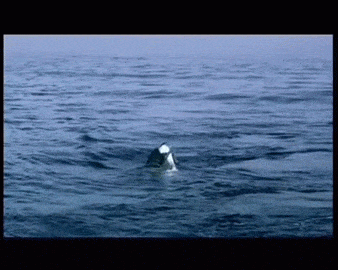 아쿠아리움에 백상아리가 없는 이유 | 인스티즈