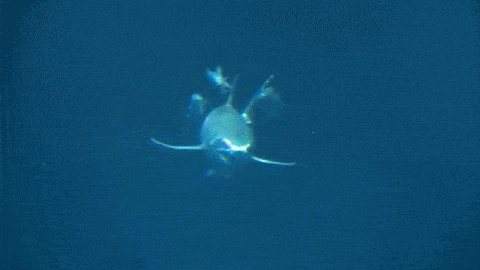 아쿠아리움에 백상아리가 없는 이유 | 인스티즈