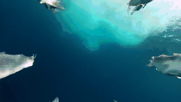 백상아리의 무서움 swf | 인스티즈