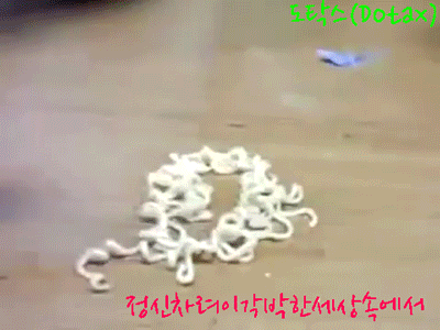 도전천곡 레전드 | 인스티즈