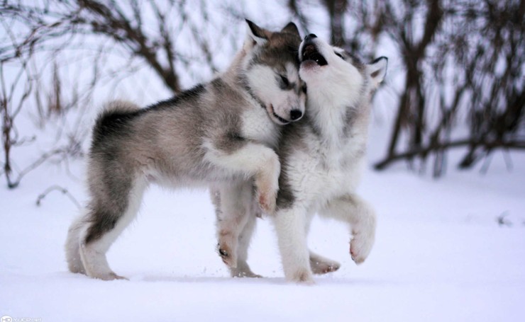 말라뮤트에 대하여 | 인스티즈