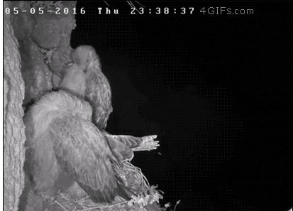 수리부엉이가 밤의 제왕이라고 불리는 이유 | 인스티즈