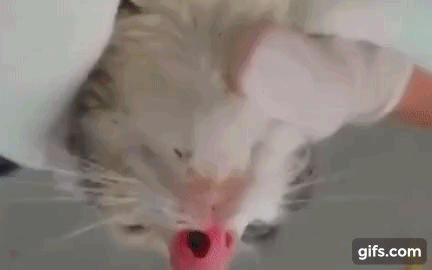 거대한 코딱지.gif (혐오주의) | 인스티즈