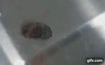 거대한 코딱지.gif (혐오주의) | 인스티즈