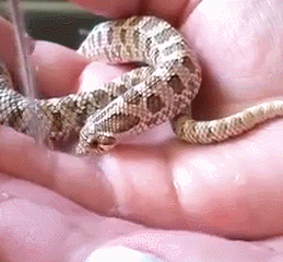 물 마시는 귀여운 아가뱀 | 인스티즈