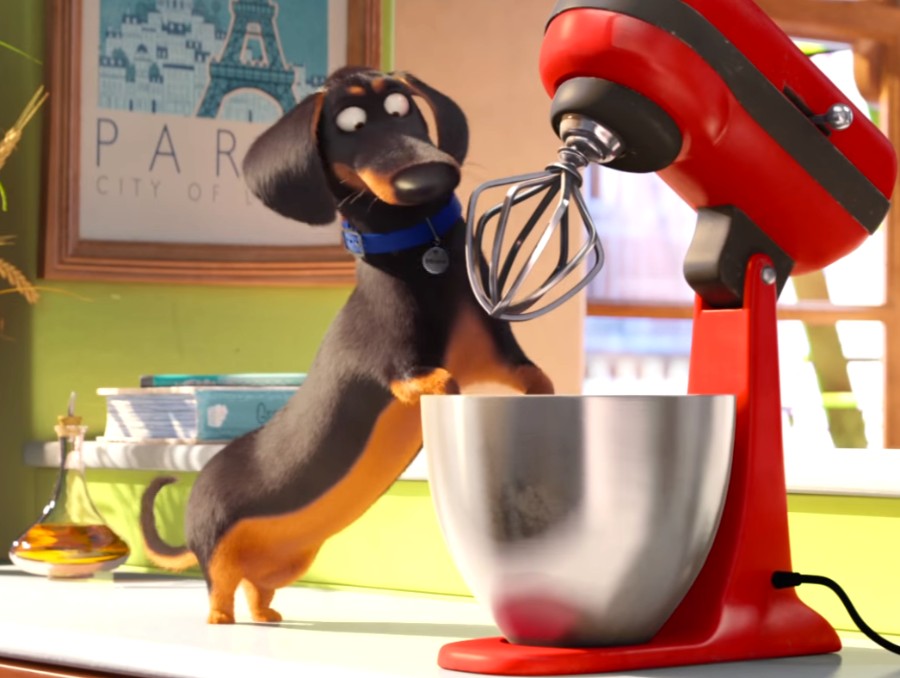 [마이펫의이중생활] 에 나오는 동물들의 종을 알아보자.araboja | 인스티즈