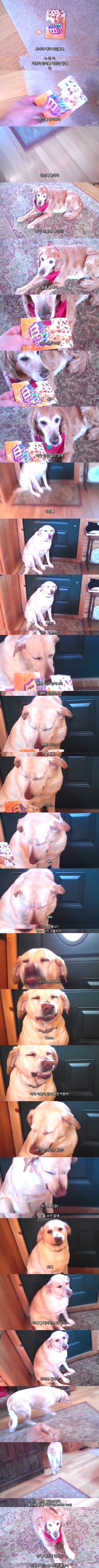 잘못을 걸린 강아지 덴버 | 인스티즈