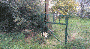 이웃집에서 호랑이 인형을 빌려와 뒤뜰에서 노는 고양이.gif | 인스티즈