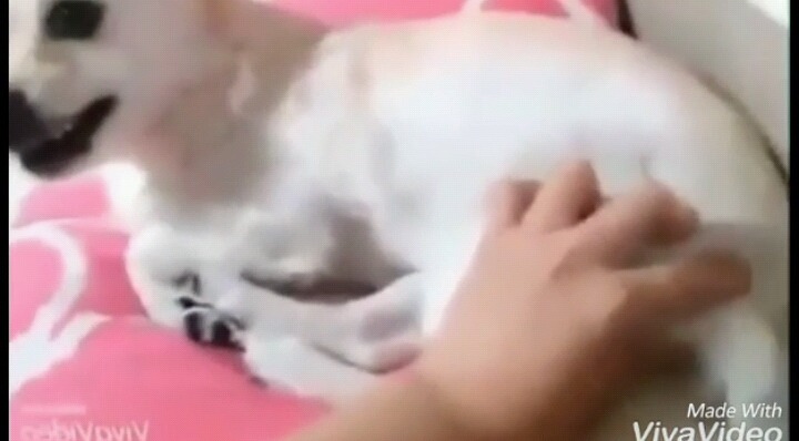 잔망스러운 주인과 그의 강아지 | 인스티즈