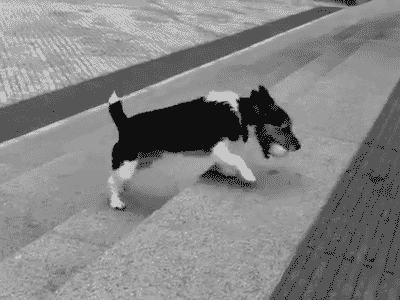 강아지 놀이의 빈부격차 | 인스티즈