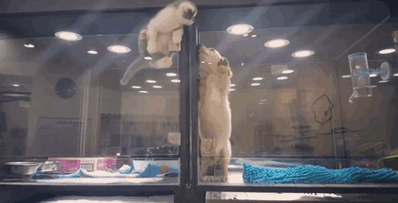 외로워하는 강아지친구를 위해서 담넘는 아가냥이..크흡ㅠㅠb | 인스티즈