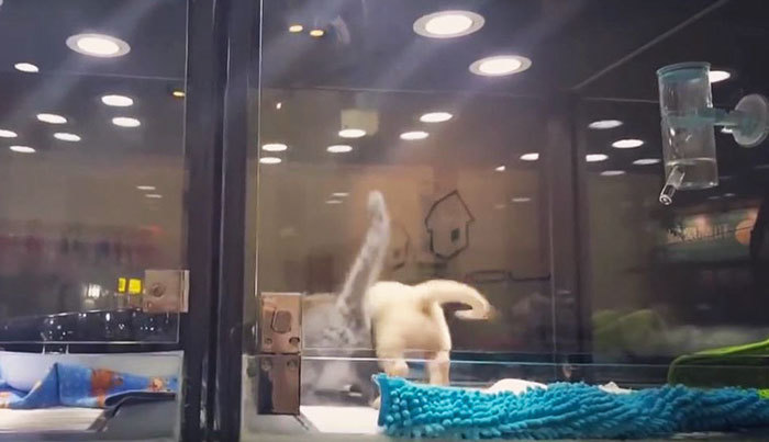 외로워하는 강아지친구를 위해서 담넘는 아가냥이..크흡ㅠㅠb | 인스티즈